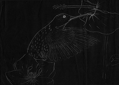 Hummingbird
